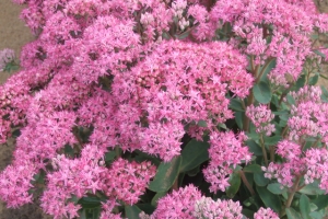 Sedum 'Brilliant'